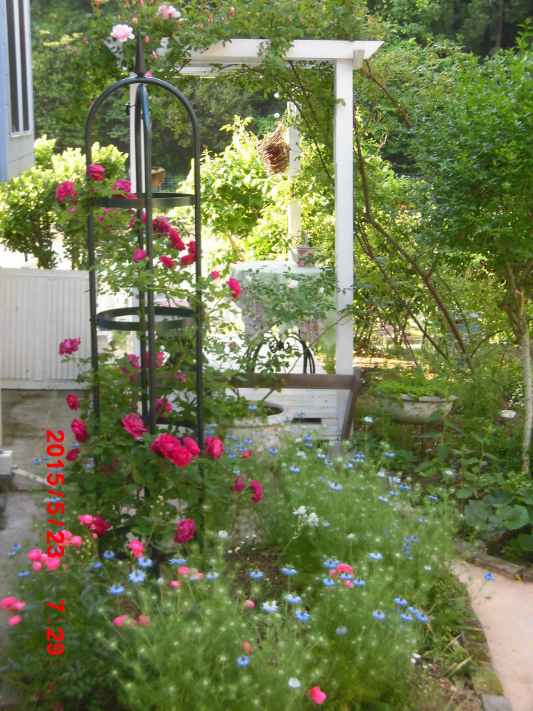 バラとオベリスク パーゴラ 留里ちゃんさんの庭 花 ガーデン写真集 みんなのガーデニング写真集
