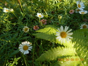 erigeron.JPG