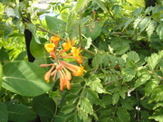 P1060050.JPG