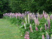 P1000931.JPG