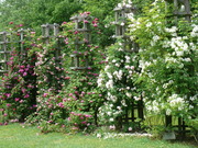 P1010007.JPG
