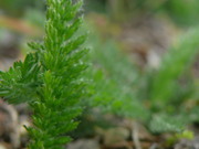 P1050445.JPG
