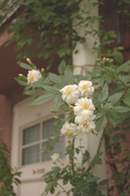 DSC_5301.JPG