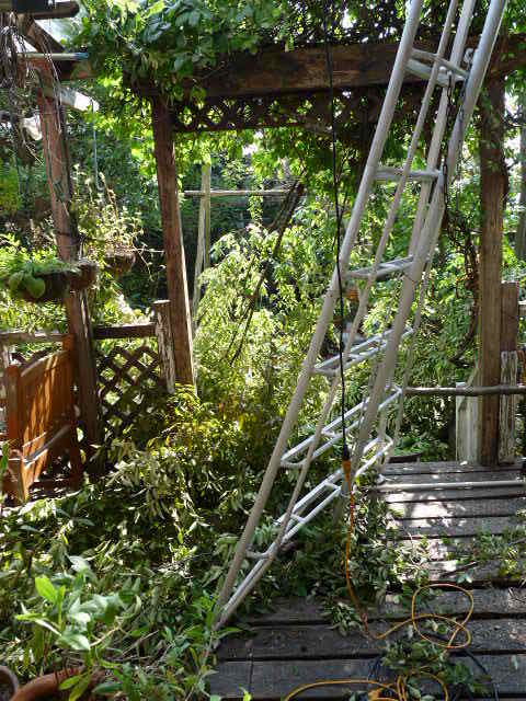 泉佐野の雑木林 どさっ と落としますねんっ いっぺいさんの庭 花 ガーデン写真集 みんなのガーデニング写真集