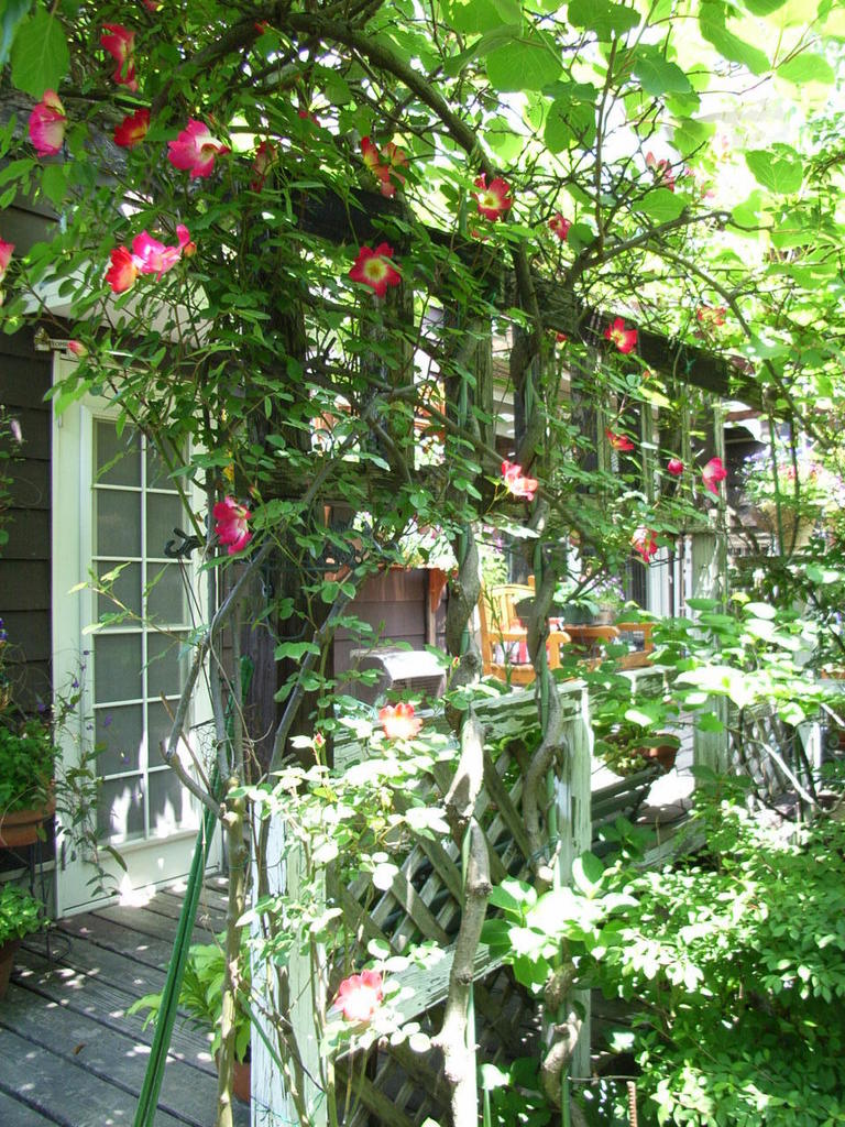 泉佐野の雑木林 カクテル いっぺいさんの庭 花 ガーデン写真集 みんなのガーデニング写真集