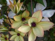 DSC01807.JPG