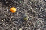 DSC02986.JPG