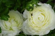 DSC03058.JPG