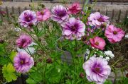DSC03286.JPG
