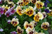 DSC03292.JPG