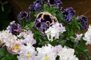 DSC03295_0.JPG
