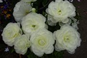 DSC03298.JPG