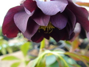 DSC01772.JPG
