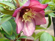 DSC01774.JPG