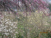 IMG_1063.JPG