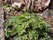 P3300642_-_kopi.JPG