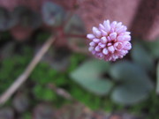 078_0.JPG