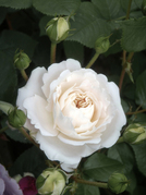 rose008.jpg