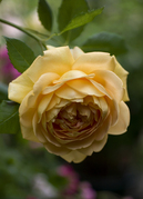 rose018.jpg