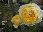 09rose123.JPG