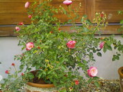 09rose_011.JPG