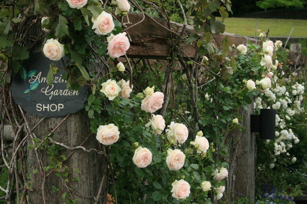 薔薇いっぱい くまおばちゃんさんの庭 花 ガーデン写真集 みんなのガーデニング写真集