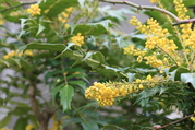 mahonia20tiyaritei.JPG