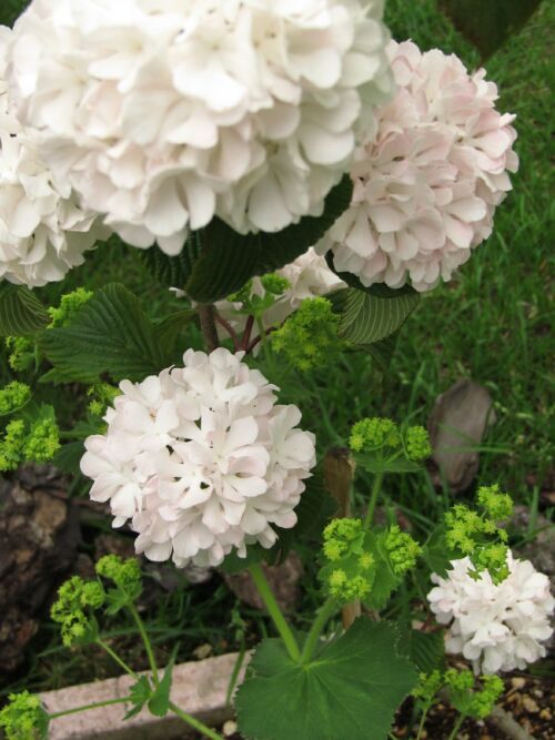 オオデマリ メリーミルトン ロココさんの庭 花 ガーデン写真集 みんなのガーデニング写真集