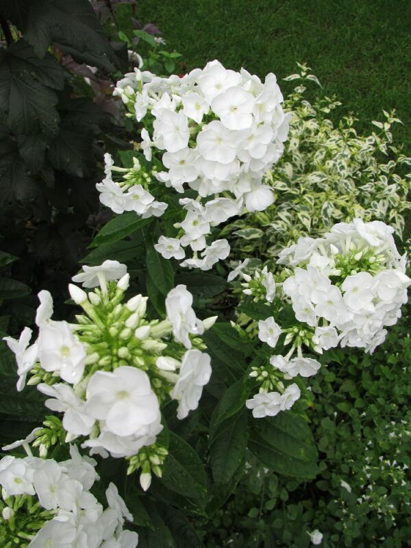 オオデマリ メリーミルトン ロココさんの庭 花 ガーデン写真集 みんなのガーデニング写真集