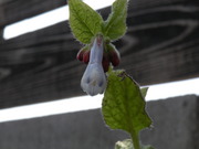 DSCN2058.JPG