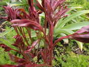 DSCN2068.JPG