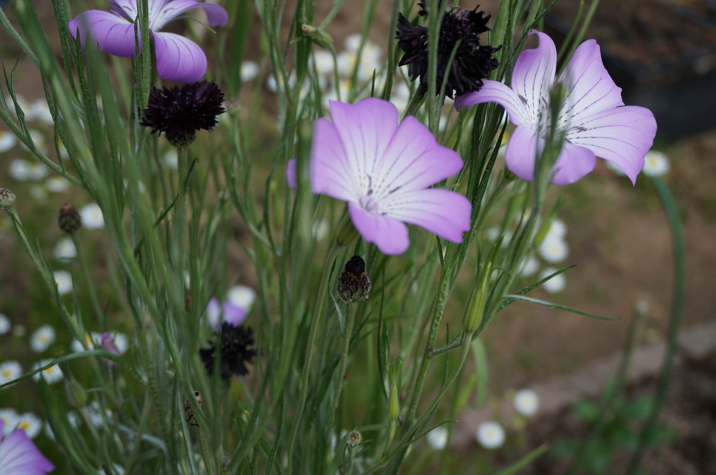 アグロステンマとブラックの矢車草 ａｉさんの庭 花 ガーデン写真集 みんなのガーデニング写真集