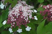 bibarnam_2011_0608_172636-p1010861.jpg