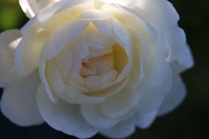 11月のバラ ボレロ Dreamroseさんの庭 花 ガーデン写真集 みんなのガーデニング写真集