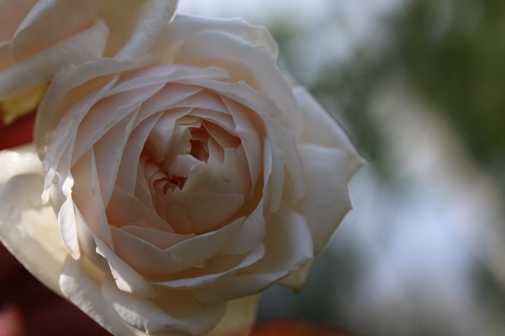 11月のバラ ローズマリー Dreamroseさんの庭 花 ガーデン写真集 みんなのガーデニング写真集