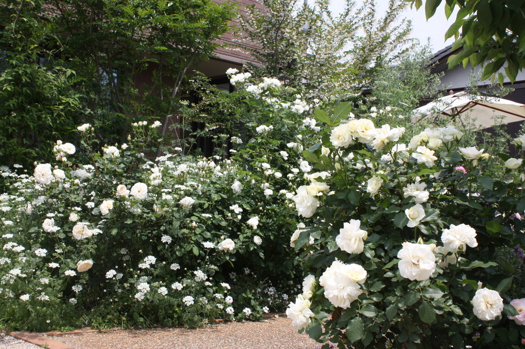 白いバラの季節 Dreamroseさんの庭 花 ガーデン写真集 みんなのガーデニング写真集