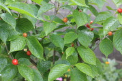Ting20noBao20Shi20.jpg