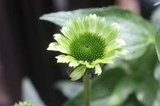 ekinasea_28129.JPG