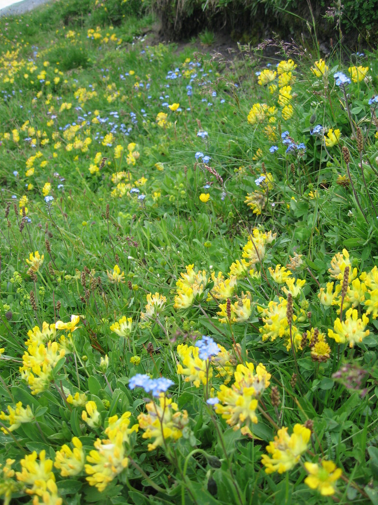 スイスアルプスの高山植物 ２ Kotasugiさんの庭 花 ガーデン写真集 みんなのガーデニング写真集