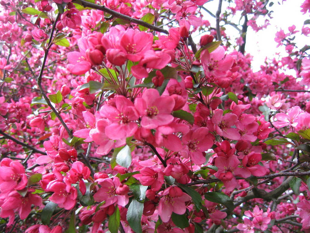 濃いピンクの花木 Kotasugiさんの庭 花 ガーデン写真集 みんなのガーデニング写真集