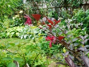 P1180439-s.JPG
