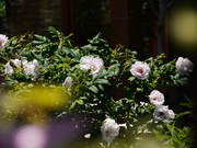 P1530270-b.jpg