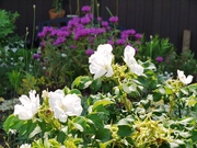 P1540350-p-s-b.jpg