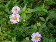 hana_043.jpg