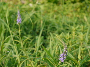 hana_052.jpg