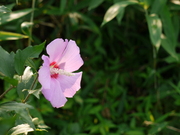 hana_055_0.jpg