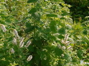 hana_064.jpg