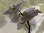 hana_066.jpg