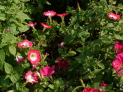 hana_137.jpg