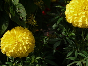 hana_140.jpg